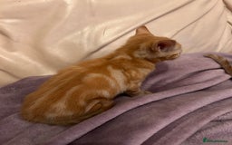 Domestic Shorthair cats for sale: 3 ginger kittens  - Image 8