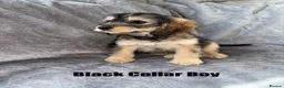 Cockapoo dogs for sale: F1 Cockapoo Puppies READY TO LEAVE - Advert 22