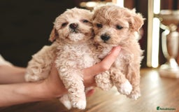 Maltipoo dogs for sale: Maltipoo mini boys and girls - Image 6