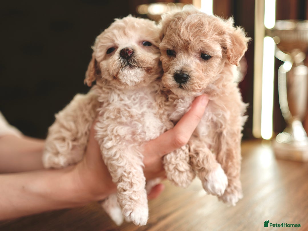 Maltipoo dogs for sale: Maltipoo mini boys and girls - Image 6