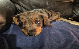 Mixed Breed dogs for sale: Wire haired dachshund x rottweiller - Image 3
