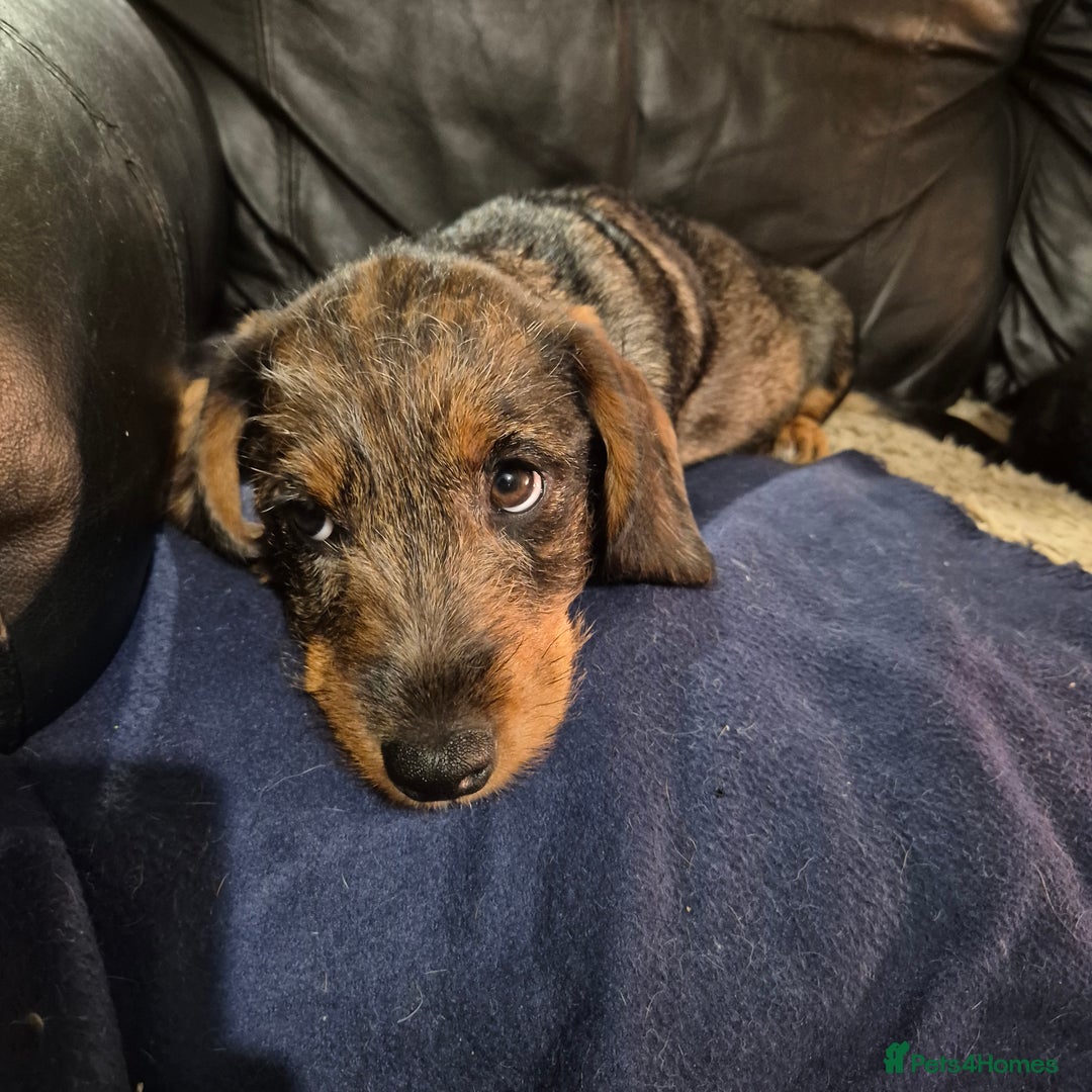 Mixed Breed dogs for sale: Wire haired dachshund x rottweiller - Image 3