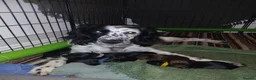 Sprocker dogs for sale: Working Sprocker puppies  - Advert 6