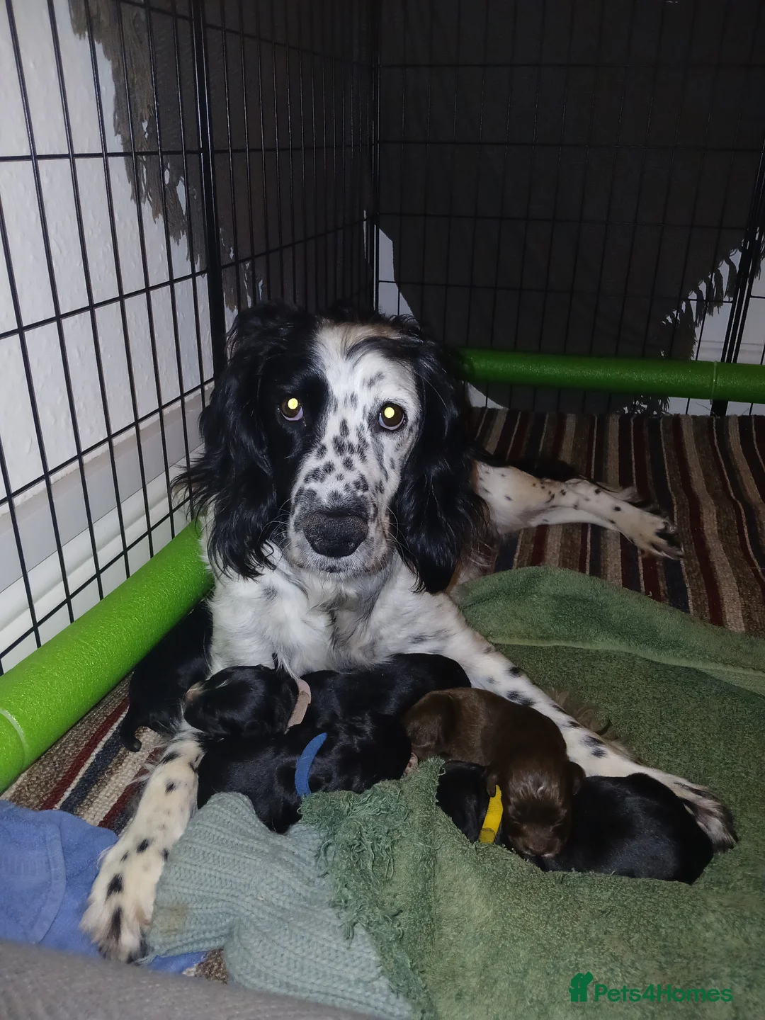 Sprocker dogs for sale: Working Sprocker puppies  - Advert 6