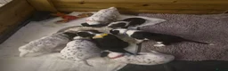 Mixed Breed dogs for sale: Beautiful Sprollie x Dalmatian pups - Advert 6