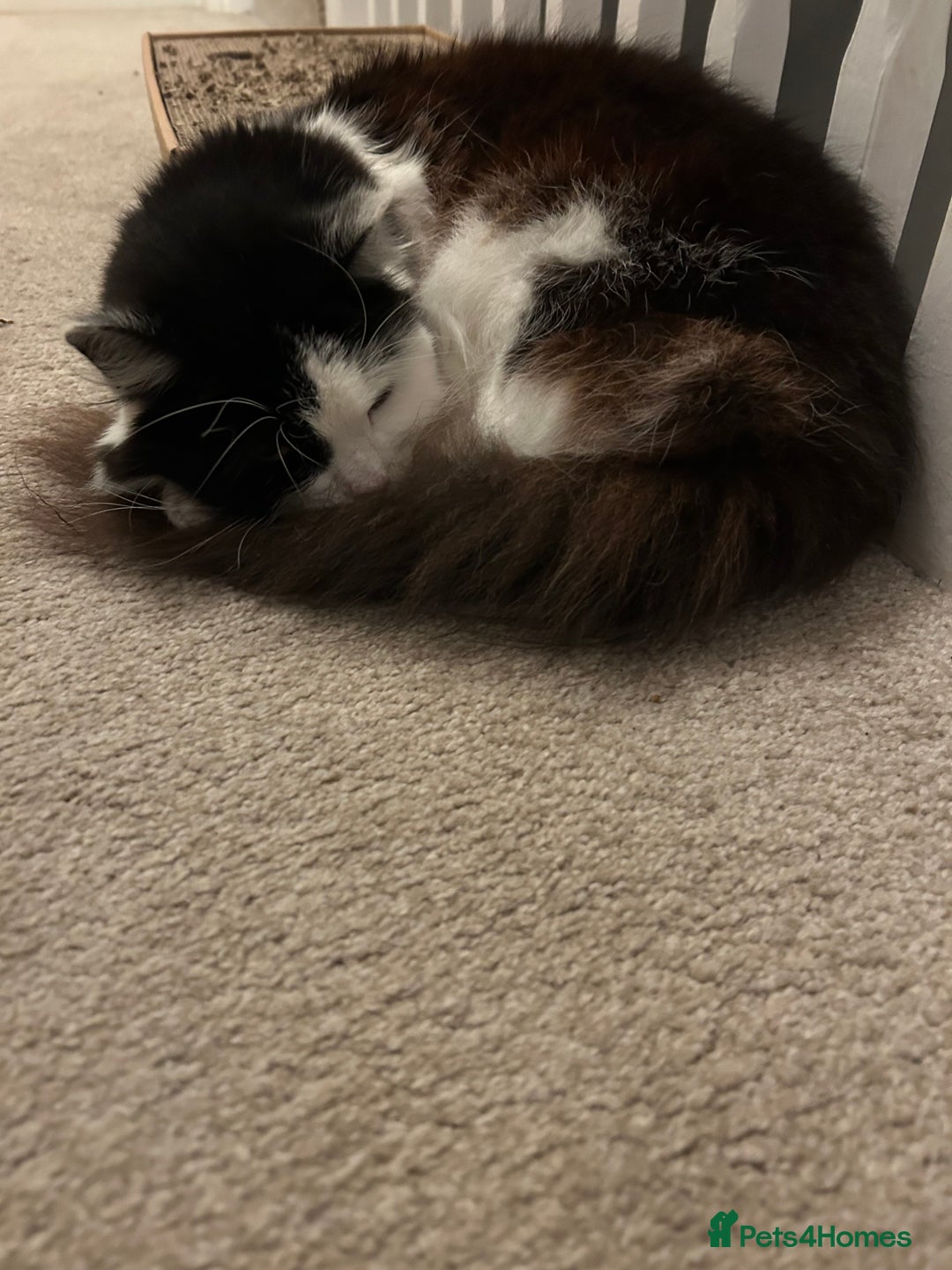 Domestic Shorthair cats for sale: Brothers for re homing  - Advert 7