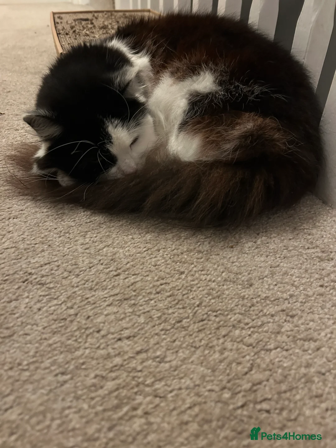 Domestic Shorthair cats for sale: Brothers for re homing  - Advert 7