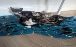 British Shorthair cats for sale: mixed tabby, black and white kittens  - Image 1