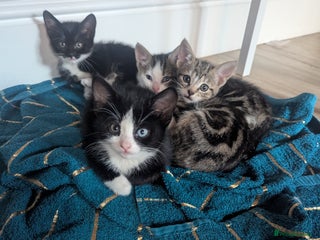 British Shorthair cats - Advert 19