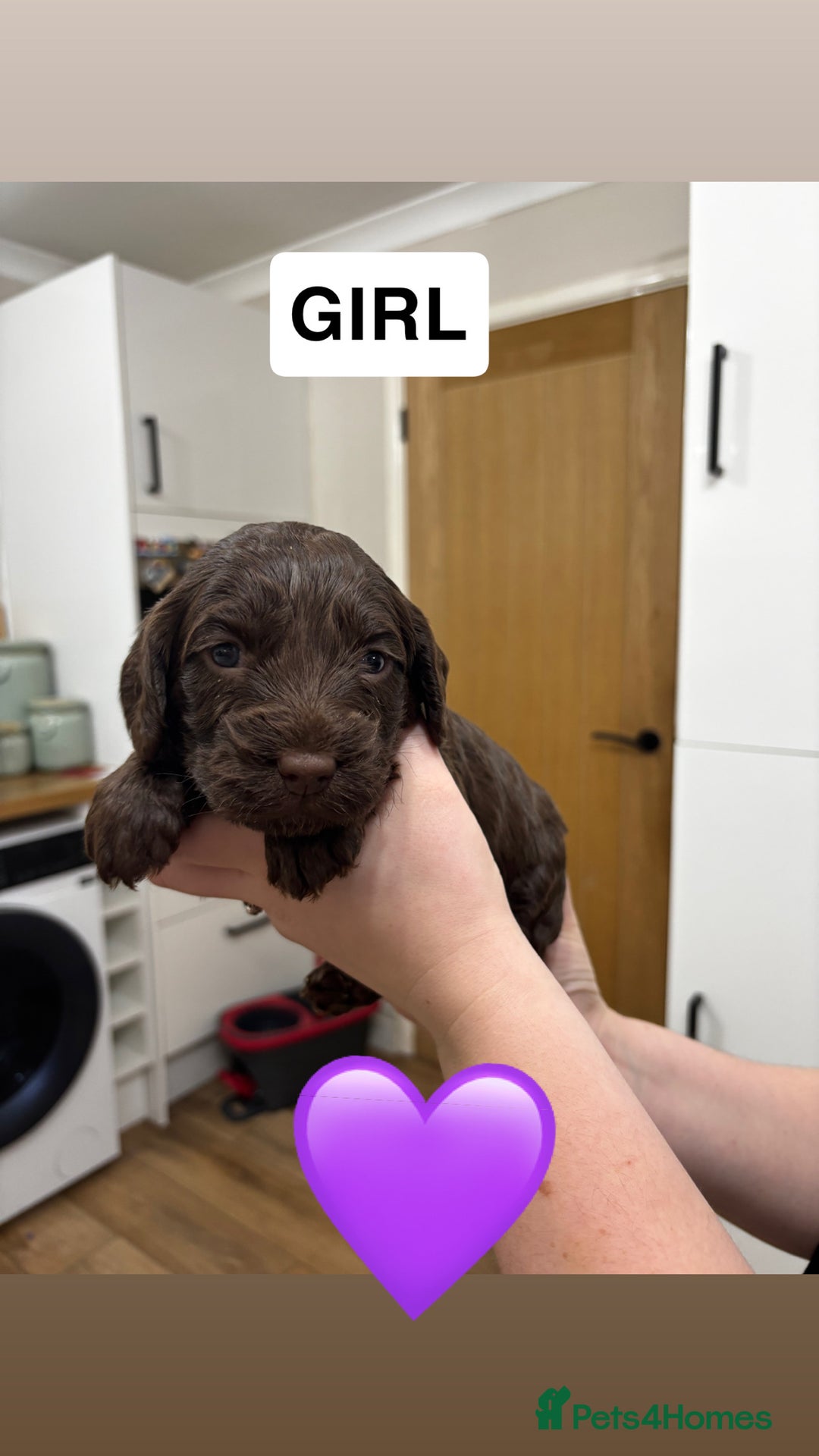 Cockapoo dogs for sale: Cockapoos - Advert 4