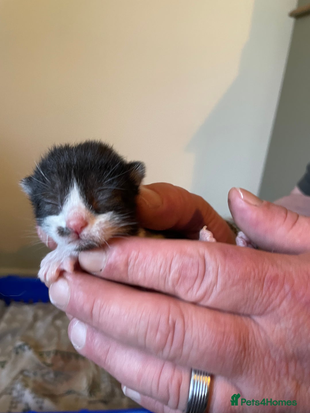 Mixed Breed cats for sale: 3 adorable kittens ready for their forever homes - Image 17