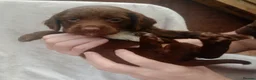 Sprocker dogs for sale: Sprocker puppies  - Advert 17