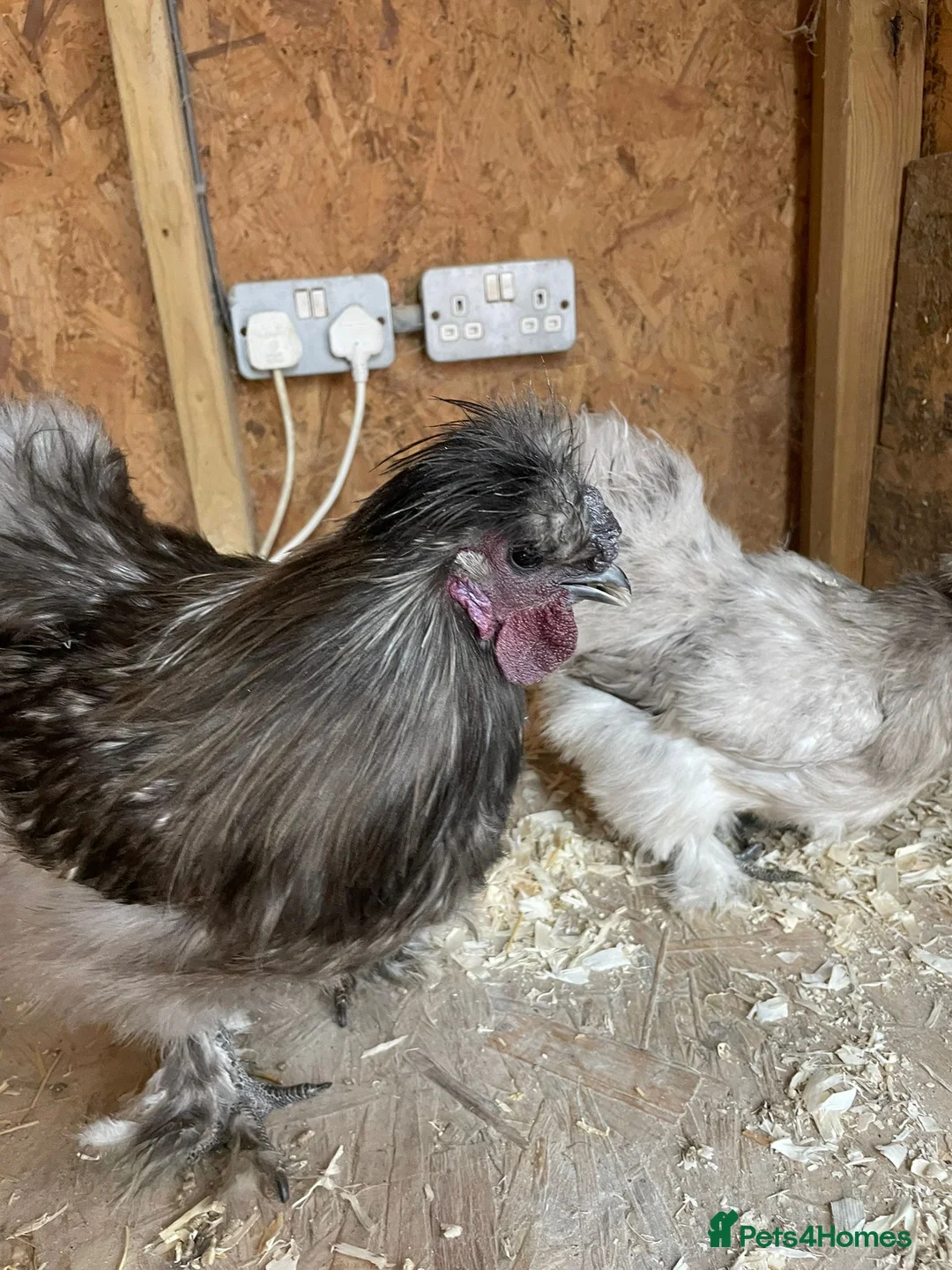 Chickens poultry for sale: Varies silkies  - Advert 3
