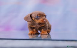 Miniature Dachshund dogs for sale: Top Tier Miniature Dachshunds available!! 😍🤩 - Image 7