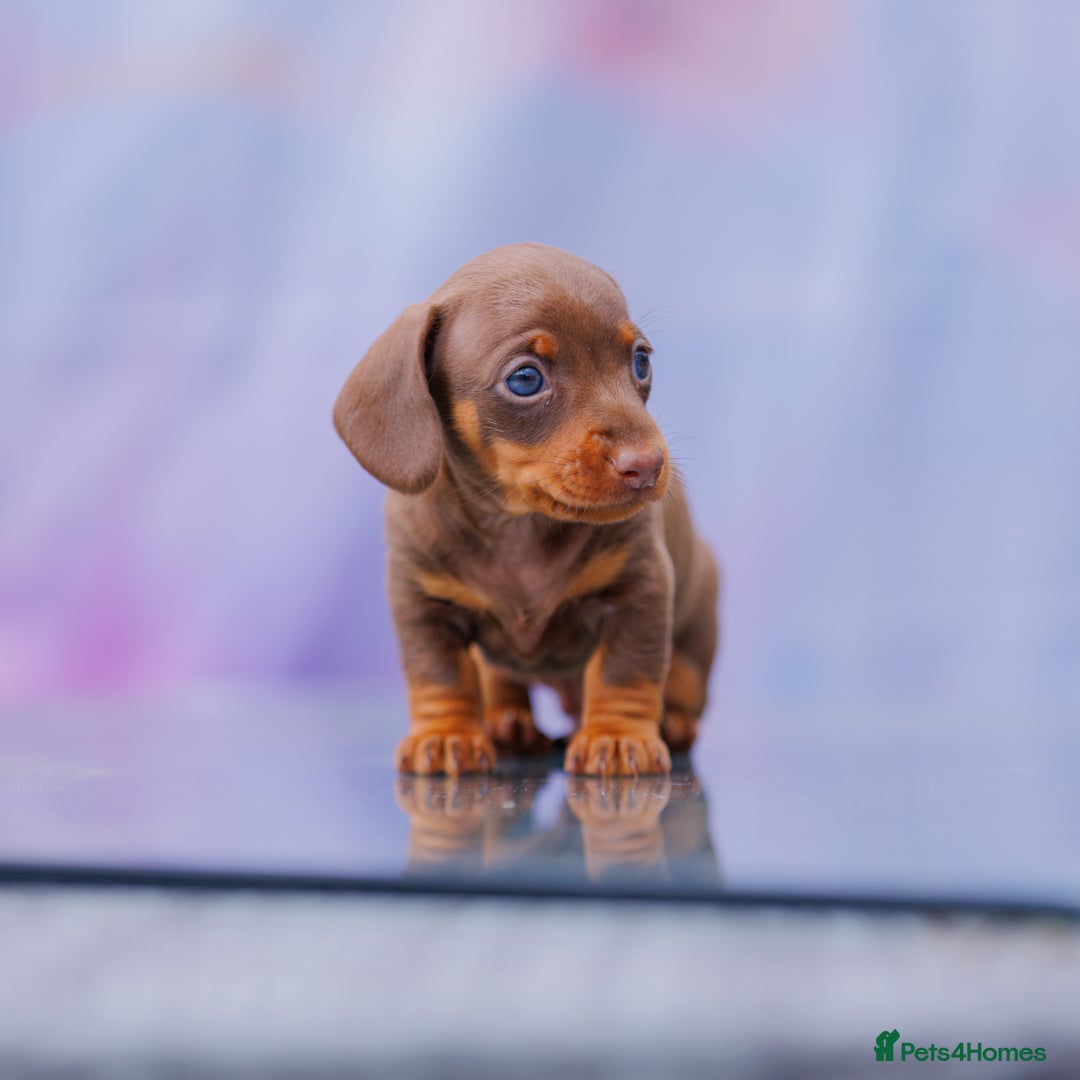 Miniature Dachshund dogs for sale: Top Tier Miniature Dachshunds available!! 😍🤩 - Image 7