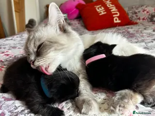 Ragdoll cats Beautiful ragdoll kittens ready middle of May 🐈 - Advert 13