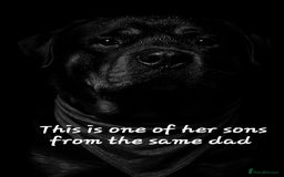 Rottweiler dogs for sale: Rottweiler puppies  - Image 19