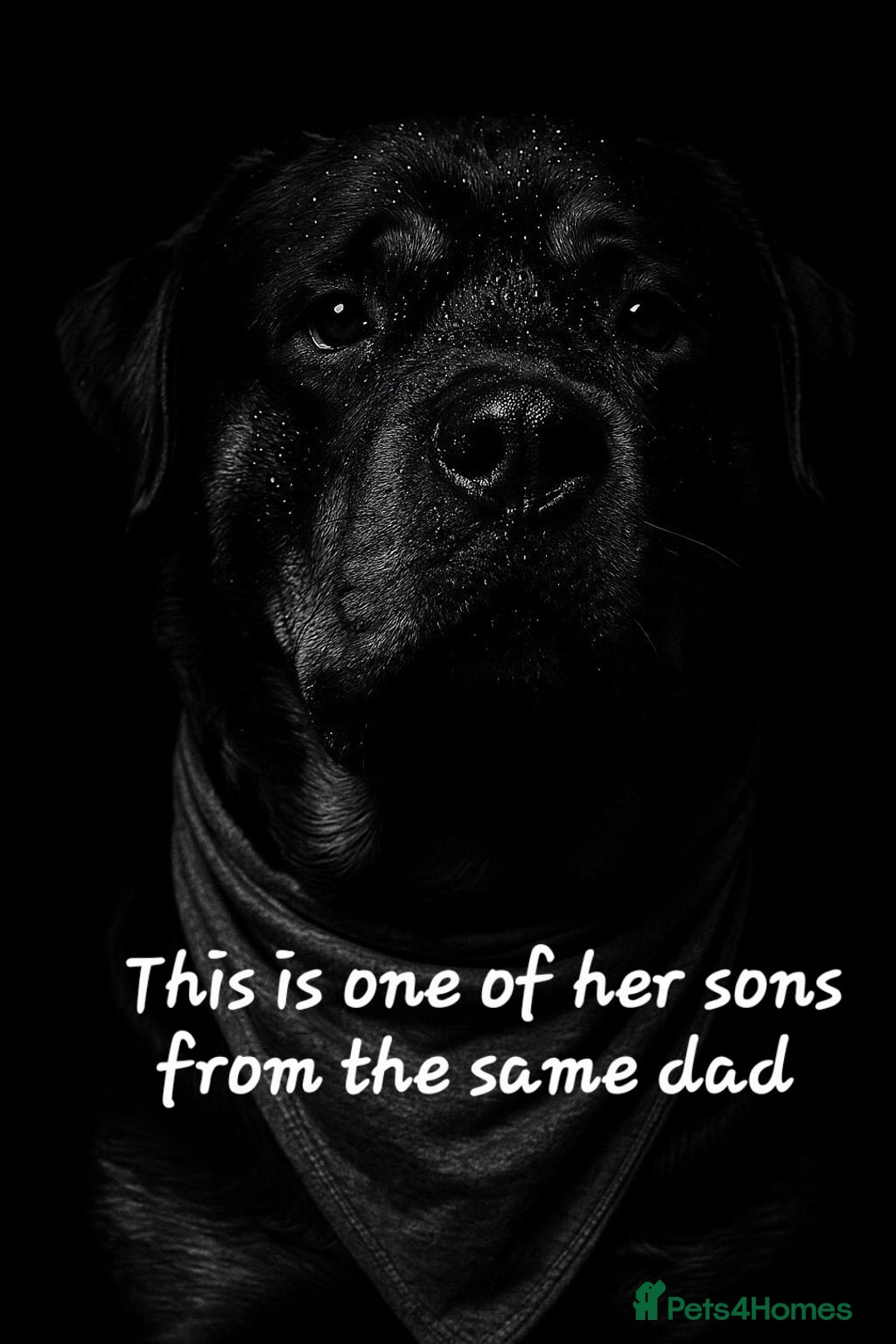 Rottweiler dogs for sale: Rottweiler puppies  - Image 19