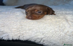 Miniature Dachshund dogs for sale: Blue eyed miniature dachshund puppies - Image 6