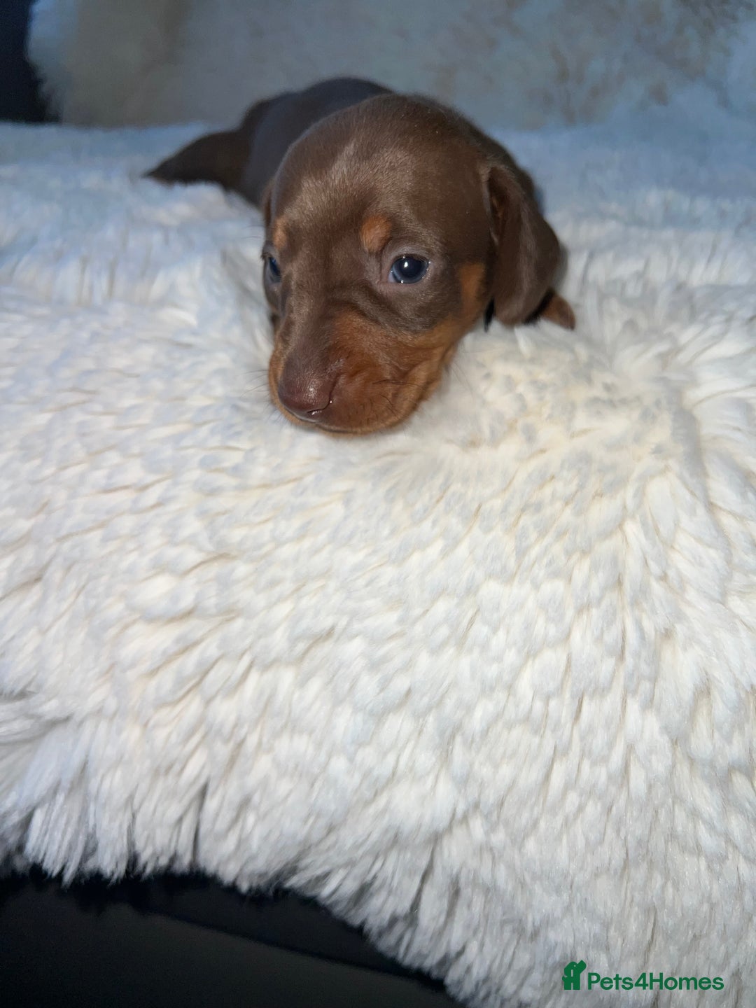 Miniature Dachshund dogs for sale: Blue eyed miniature dachshund puppies - Image 6