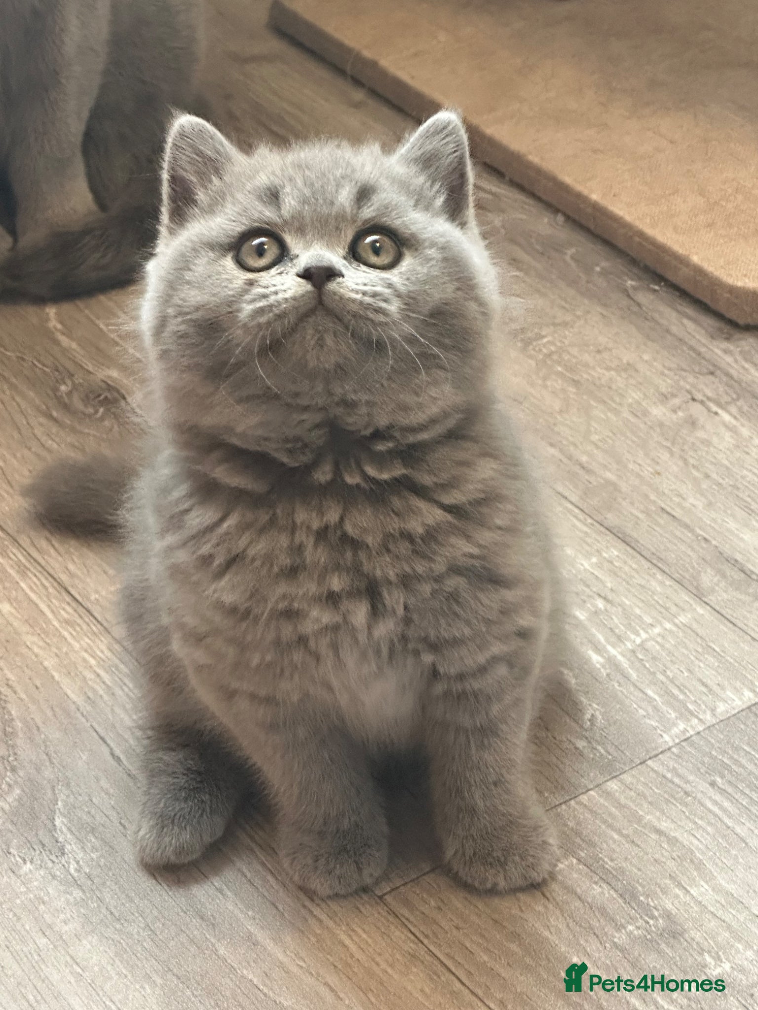 British Shorthair cats for sale: Gccf registered kittens  - Advert 1