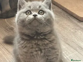 British Shorthair cats for sale: Gccf registered kittens - Advert 1