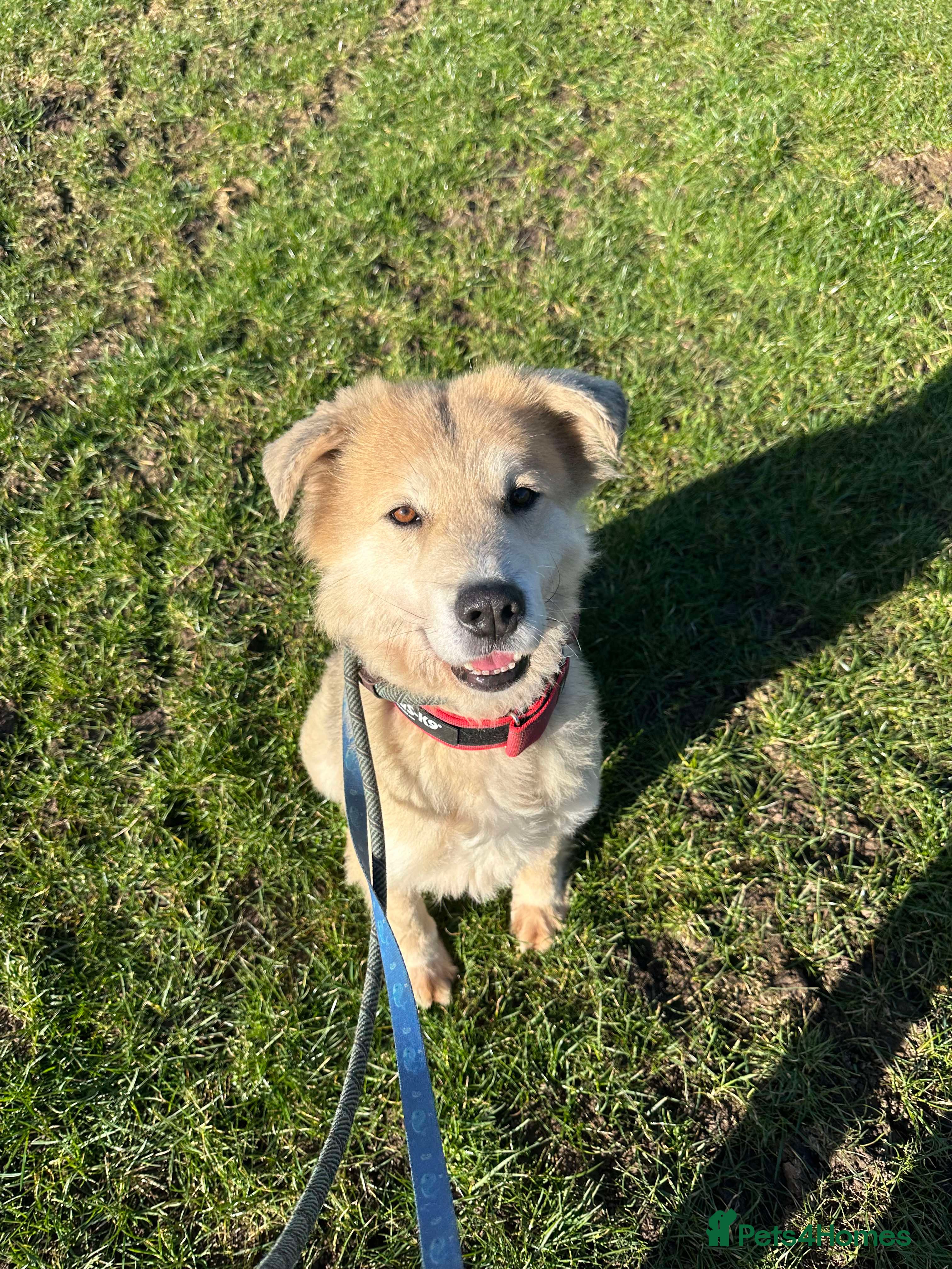 Mixed Breed dogs Meet Paddy, currently residing in Cheshire  in Nantwich - Advert 20