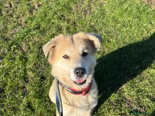 Mixed Breed dogs Meet Paddy, currently residing in Cheshire in Nantwich - Advert 17