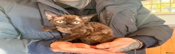 Devon Rex cats for sale: LAST KITTEN READY TO LEAVE - Advert 17