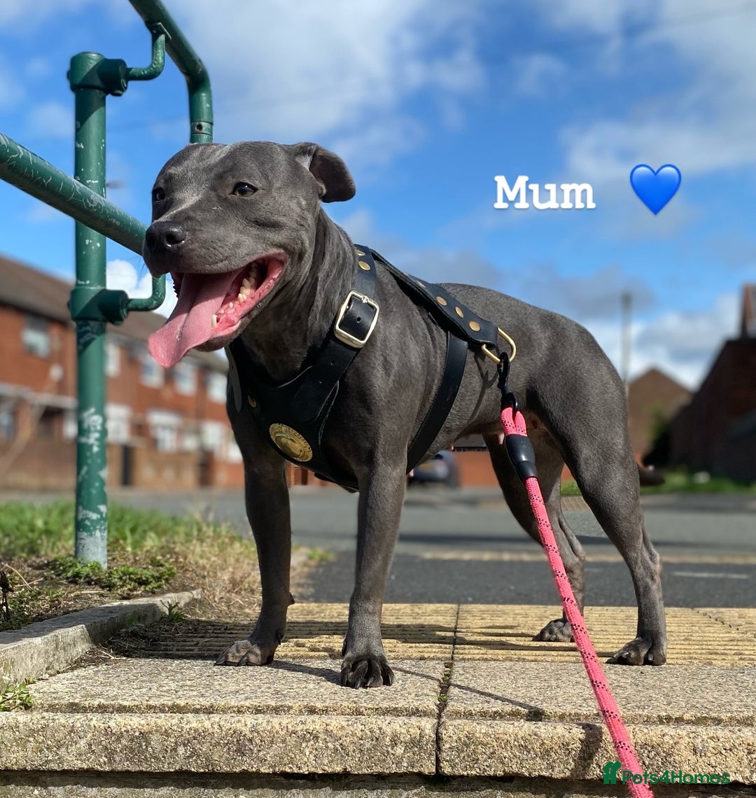 Staffordshire Bull Terrier dogs for sale: Full black Show Quality Staffy pups (Kassius Pup)  - Advert 20