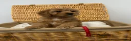 Cavapoo dogs for sale: Stunning F1 Toy Cavapoos, health tested parents  - Advert 7
