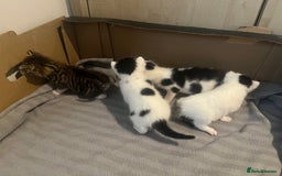 British Shorthair cats for sale: 4 adorable girl kittens  - Image 15