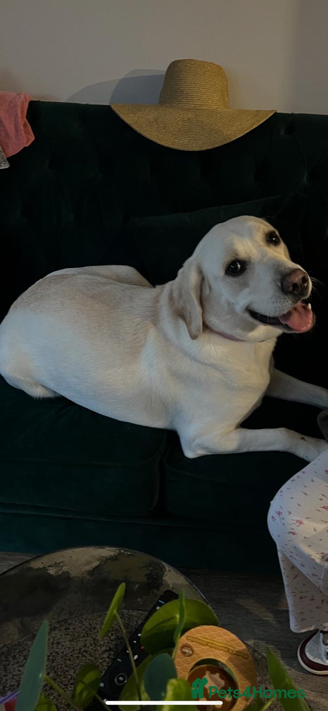 Labrador Retriever dogs for sale: Excellent Labrador pups (ready to leave oct 26th)  - Image 6