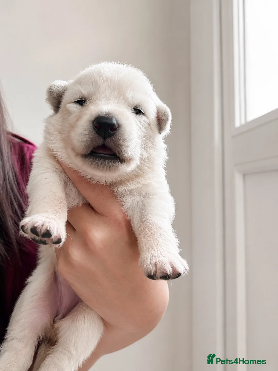 White Swiss Shepherd dogs for sale: KC White Swiss Shepherd puppies Champion Bloodline - Advert 2