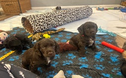 Cocker Spaniel dogs for sale: Working Cocker Spaniel Puppies - Advert 6