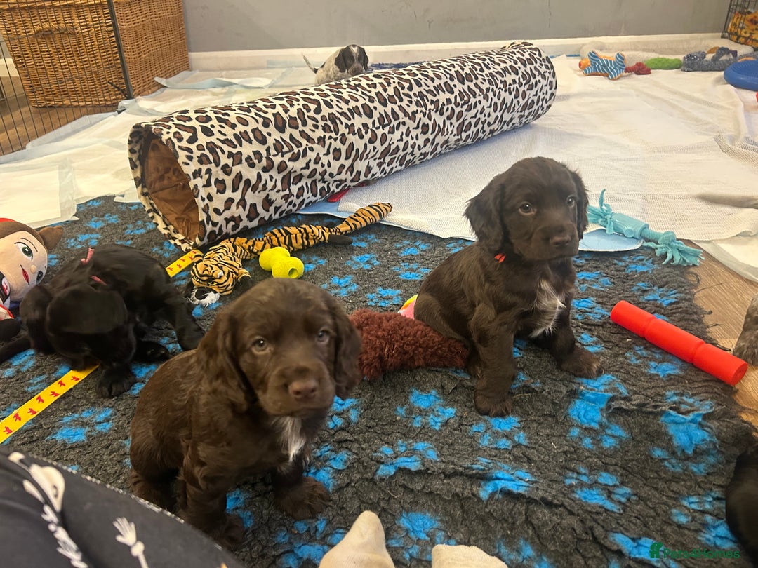 Cocker Spaniel dogs for sale: Working Cocker Spaniel Puppies - Advert 6
