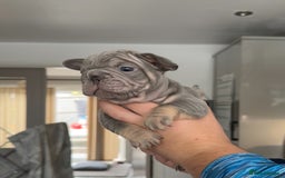 French Bulldog dogs for sale: 🤍 Merle / Lilac + Tan French bulldog puppies🤍 - Image 16
