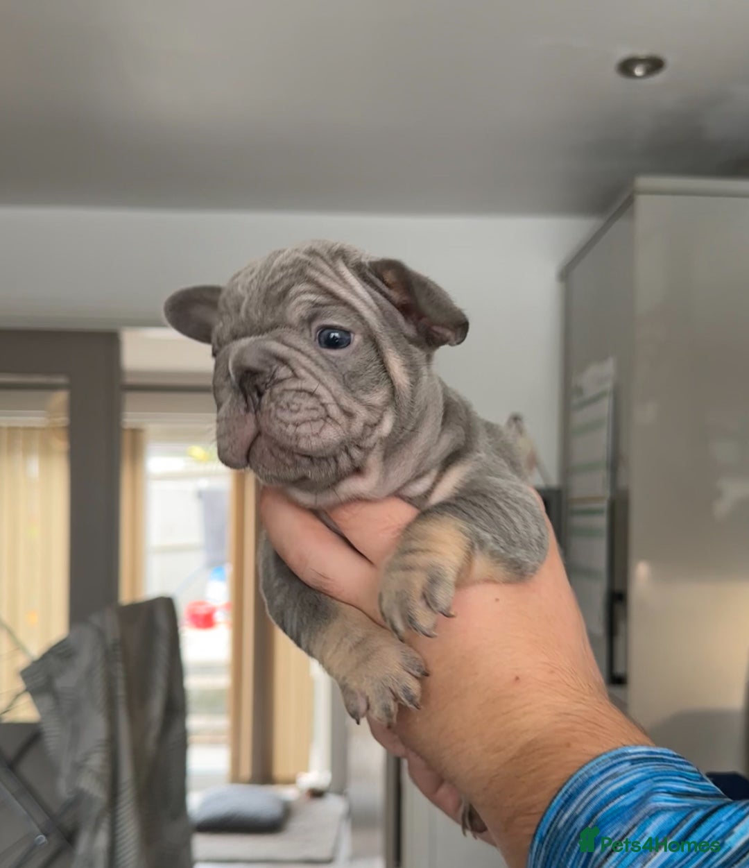 French Bulldog dogs for sale: 🤍 Merle / Lilac + Tan French bulldog puppies🤍 - Image 16