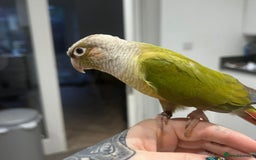 Conures birds for sale: Proven pair conurse - Image 4