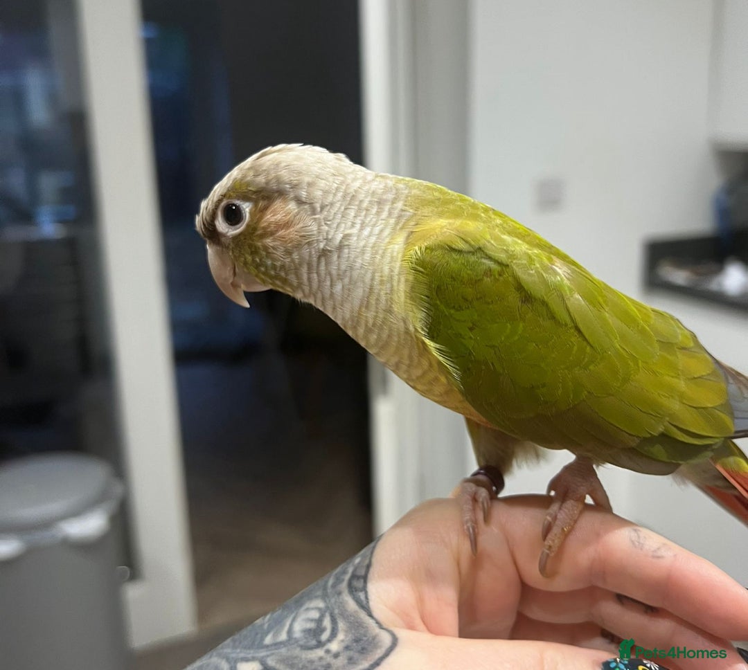 Conures birds for sale: Proven pair conurse - Image 4