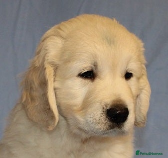 Golden Retriever dogs Golden Retriever female puppy. - Advert 2