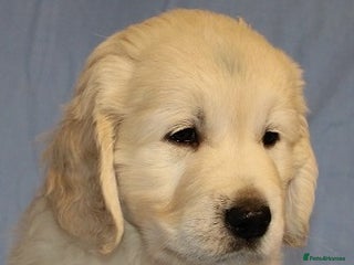 Golden Retriever dogs Golden Retriever female puppy. - Advert 14