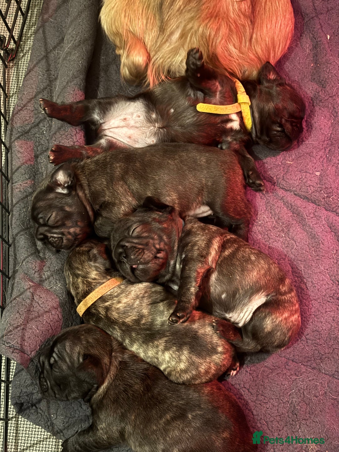 French Bulldog dogs for sale: Beautiful fluffy/wirehair frenchie pups  - Advert 4