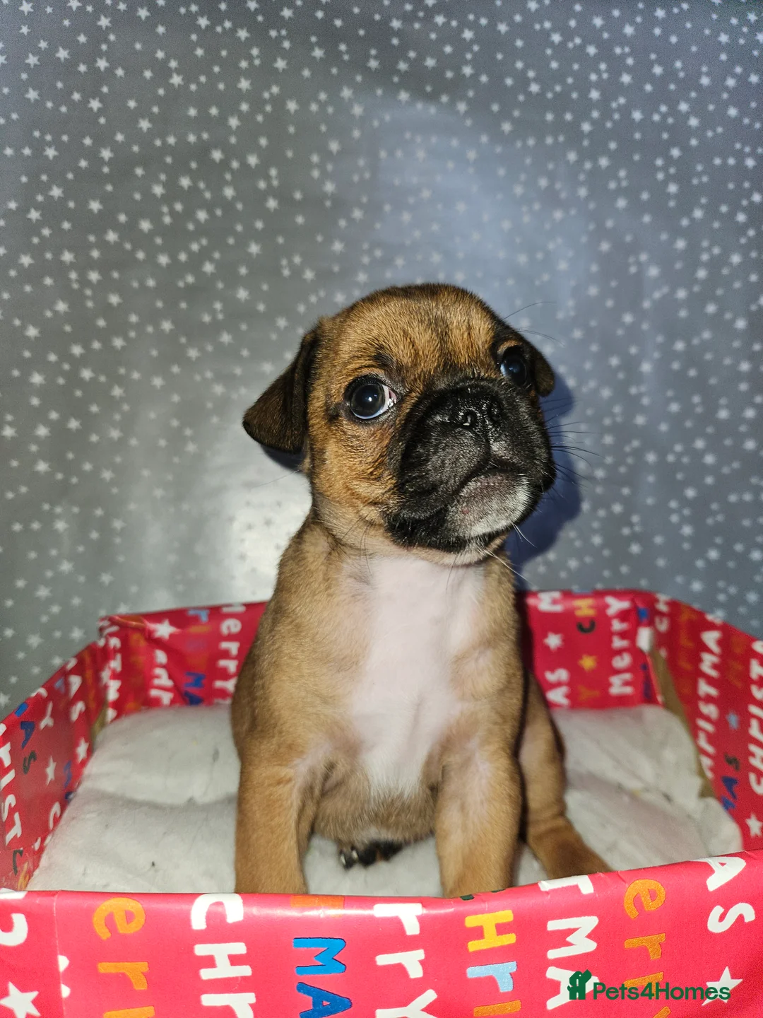 Mixed Breed dogs for sale: Pug x staff & pug x staff x chihuahua puppies  - Advert 10