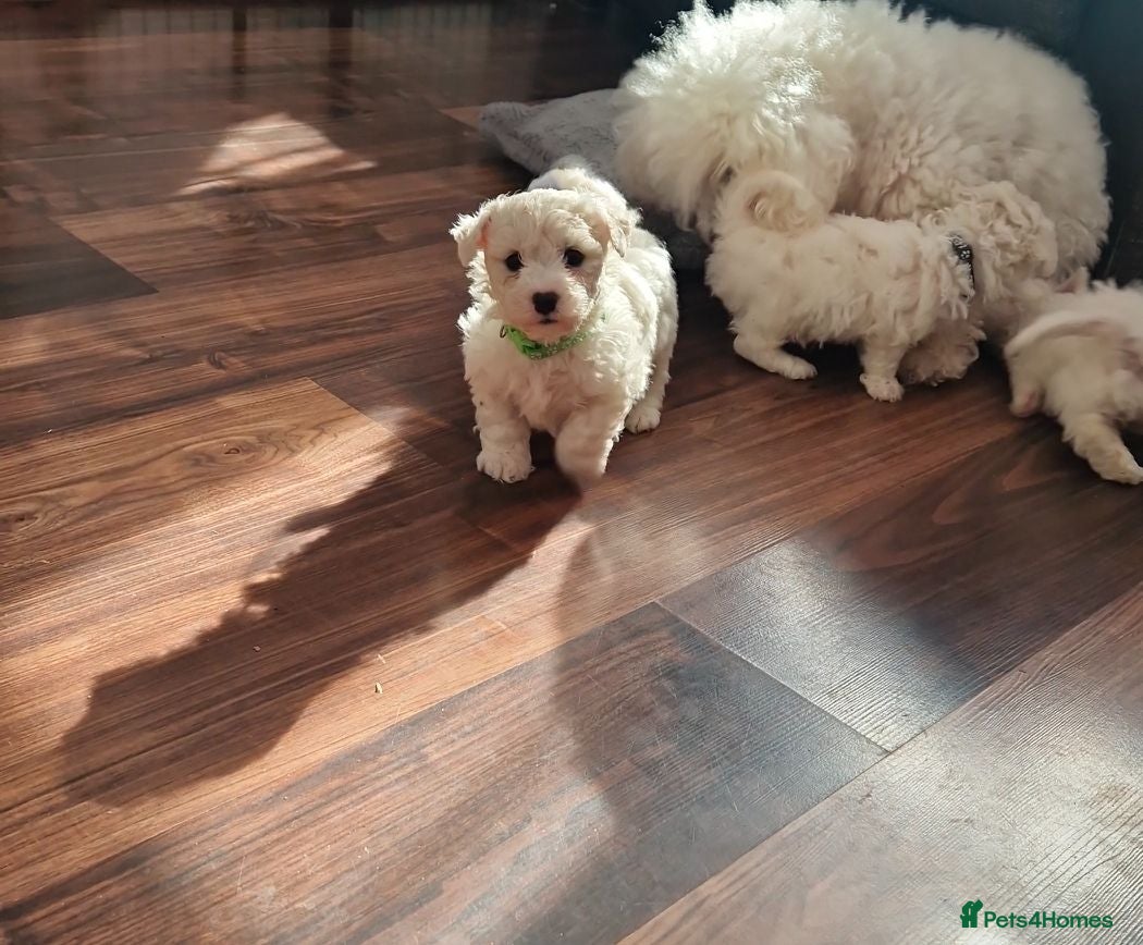 Bichon Frise dogs Full pedigree Bichon frise  - Advert 2
