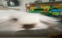 Mini Lion Lop rabbits for sale: Cheeky bunny ❤️ - Image 4