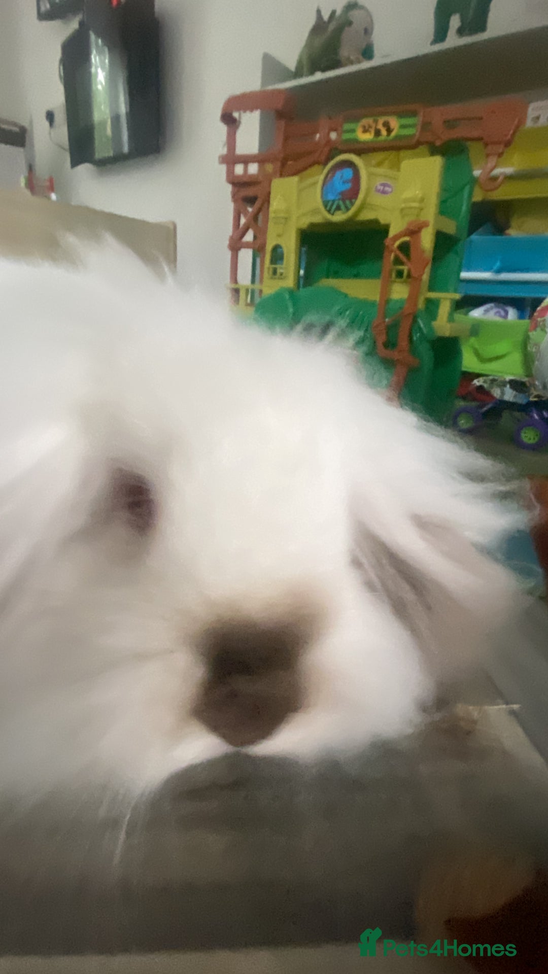 Mini Lion Lop rabbits for sale: Cheeky bunny ❤️ - Image 4