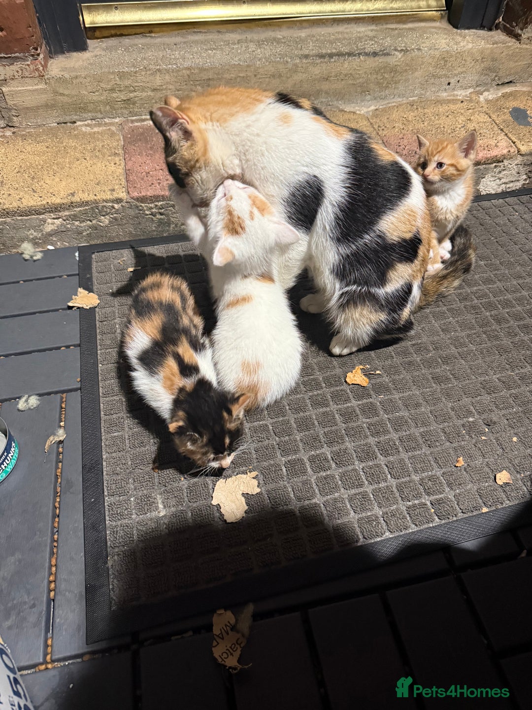 Mixed Breed cats for sale: 5 cute little kittens wanting a warm home.  - Advert 13