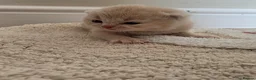 British Shorthair cats for sale: Exceptional GCCF Champion British shorthair - Advert 12
