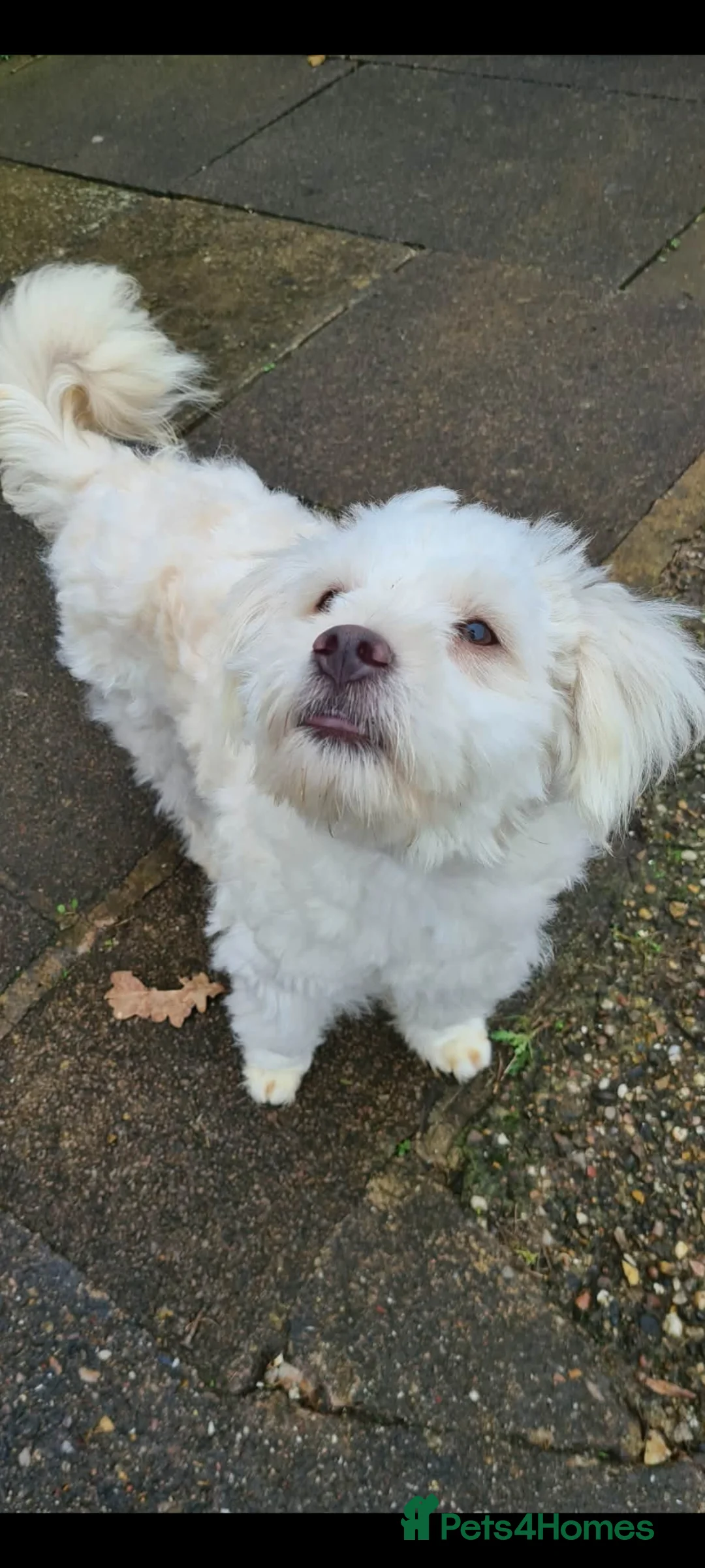 Mixed Breed dogs for adoption: Bonded brothers small breed  - Advert 1